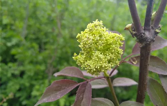 Sambucus racemosa