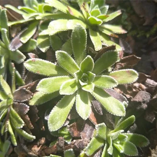 Saxifraga paniculata DA