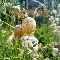 Silene vulgaris (SA 10qm)*