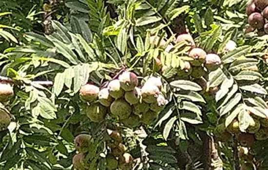 Sorbus domestica
