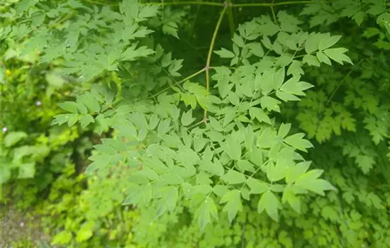 Thalictrum minus
