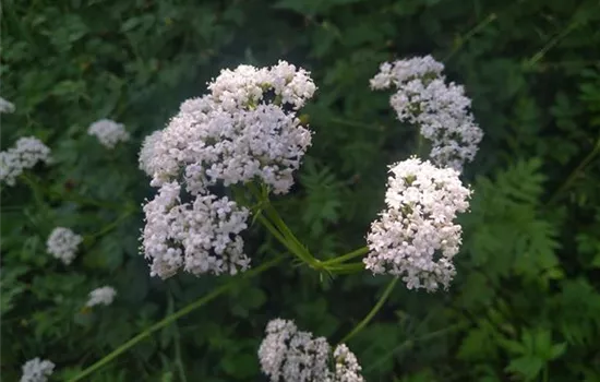 Valeriana officinalis