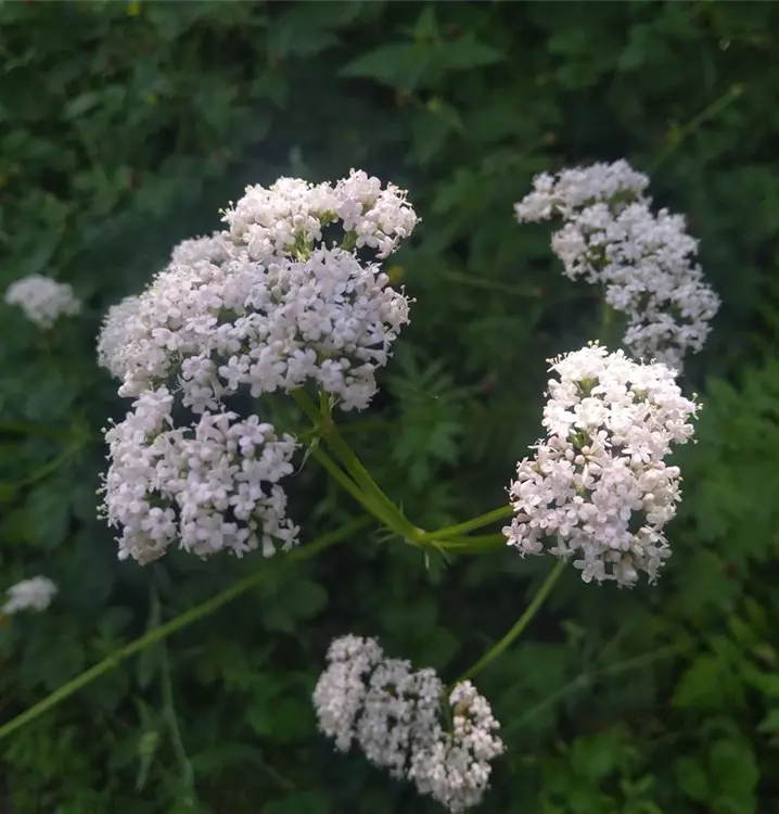 Valeriana officinalis
