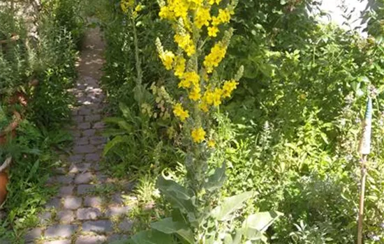 Verbascum blattaria