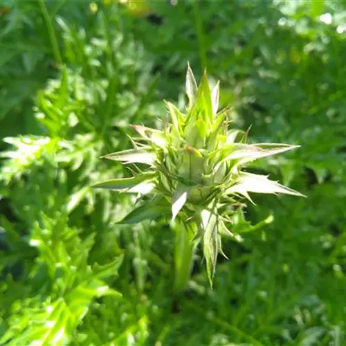 Acanthus hungaricus*