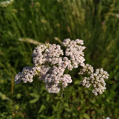 Achillea millefolium DA