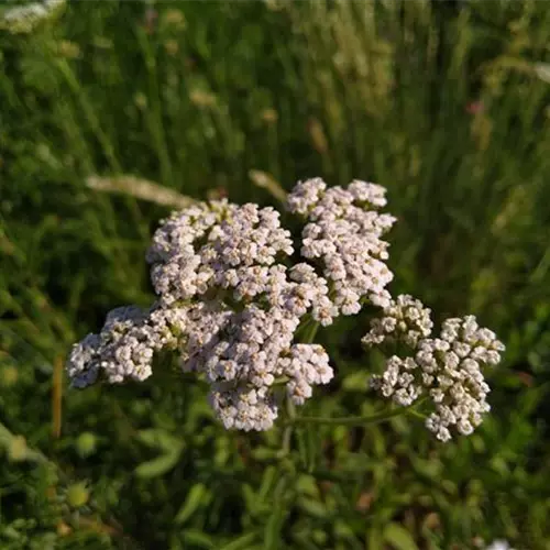 Achillea millefolium*