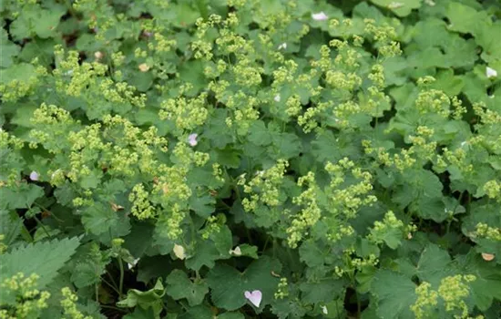 Alchemilla epipsila