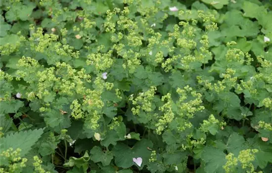 Alchemilla epipsila