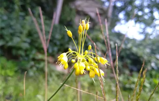 Allium flavum