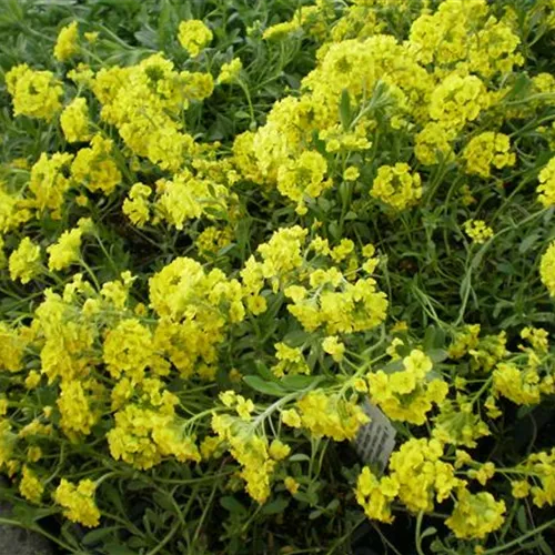 Alyssum saxatile*