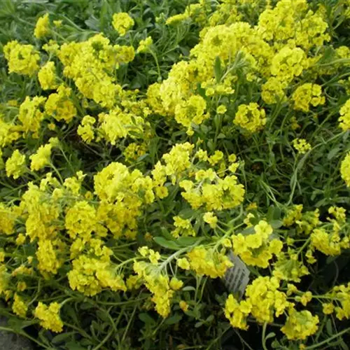 Alyssum saxatile*
