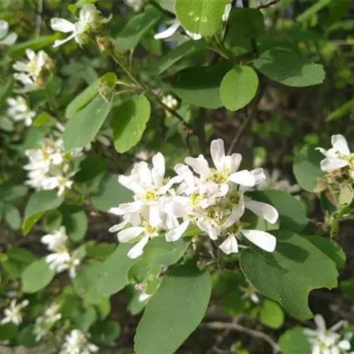 Amelanchier ovalis var.pumila (Helvetica)*