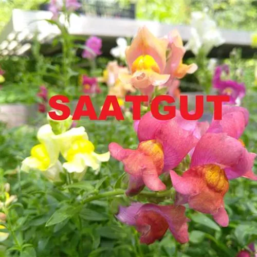 Antirrhinum majus (SA 10qm) DE-ÖKO-006