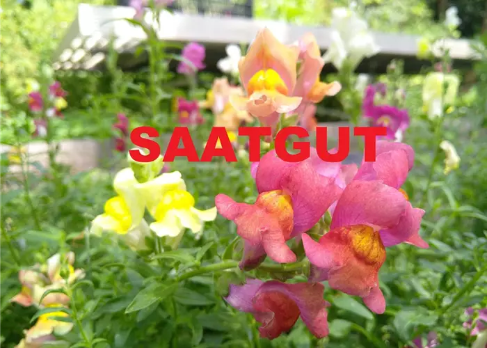 Antirrhinum majus (SA 10qm) DE-ÖKO-006