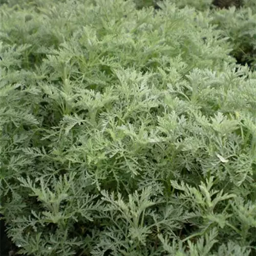 Artemisia pontica