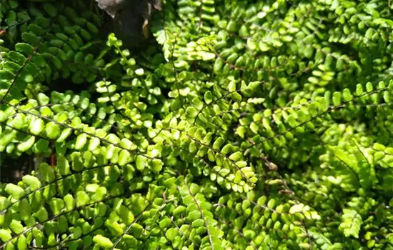 Asplenium trichomanes