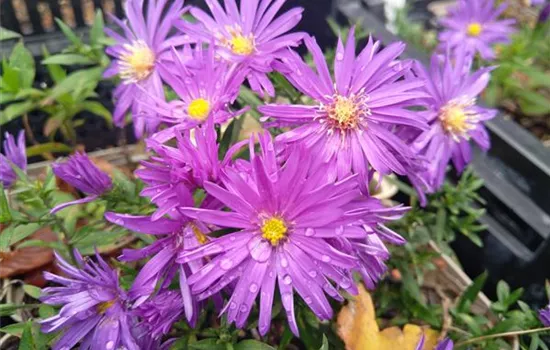 Aster dumosus Augenweide