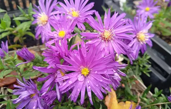 Aster dumosus Augenweide