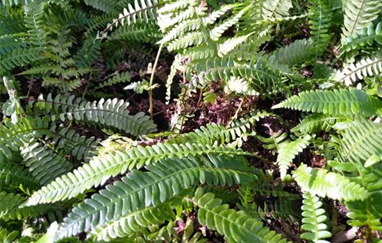 Blechnum spicant