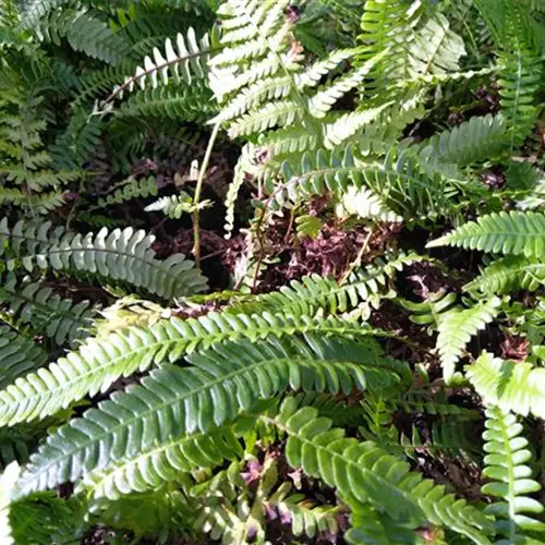 Blechnum spicant
