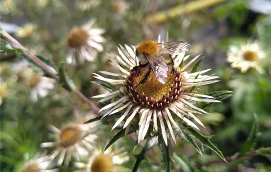 Carlina vulgaris