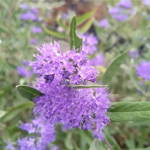 Caryopteris clandonensis Kew Blue*