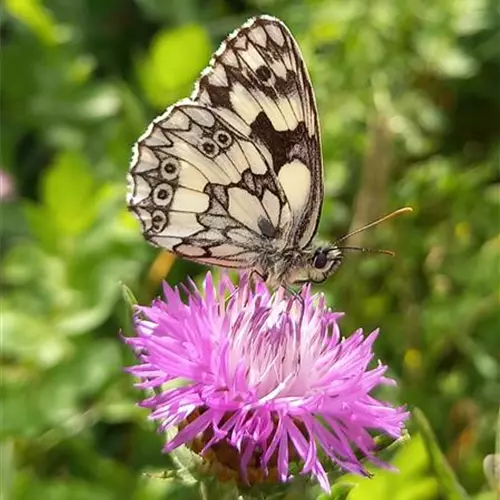 Centaurea jacea ssp.jacea DA