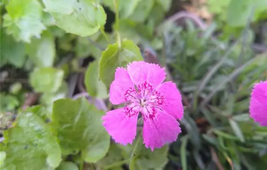 Dianthus alpinus
