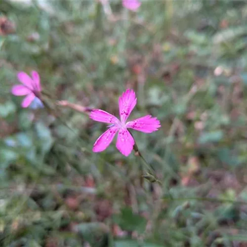 Dianthus deltoides DA