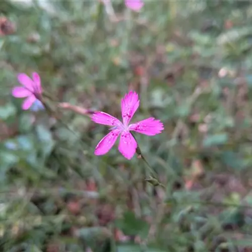 Dianthus deltoides DA