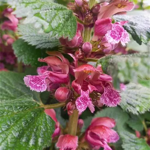 Lamium orvala
