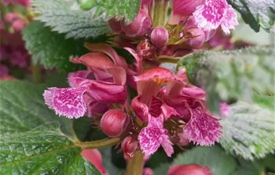Lamium orvala