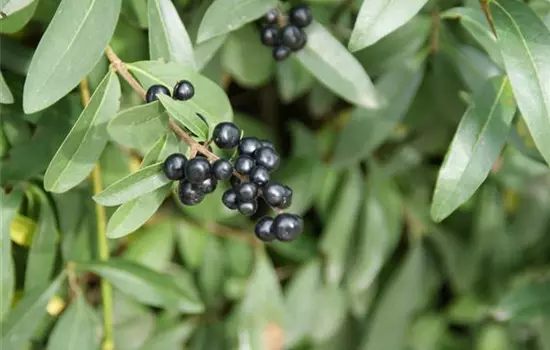 Ligustrum vulgare Atrovirens