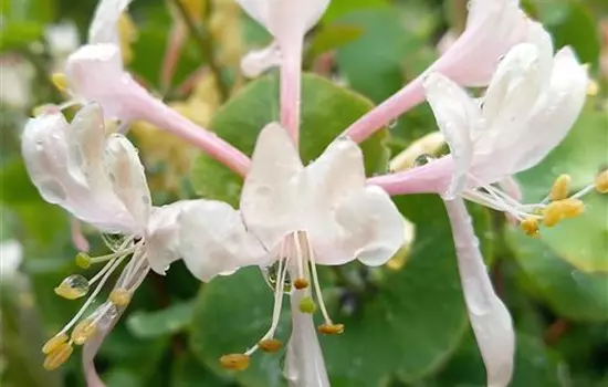 Lonicera periclymenum