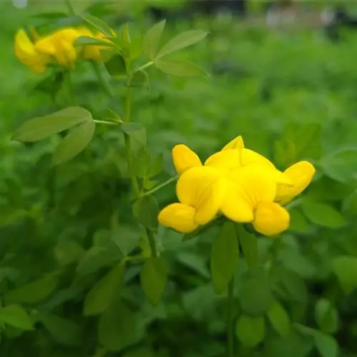 Lotus corniculatus*