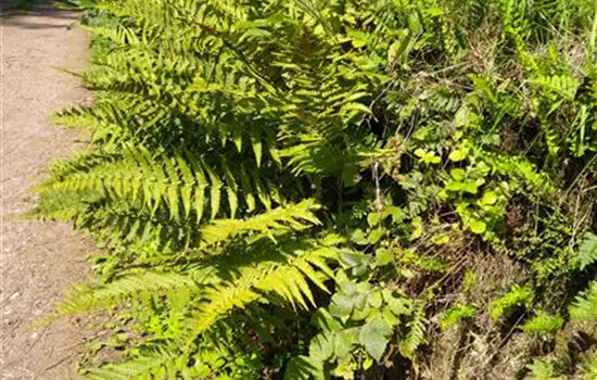 Polypodium vulgare