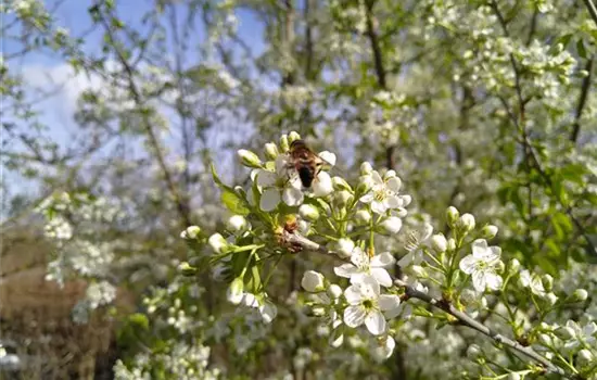 Prunus mahaleb