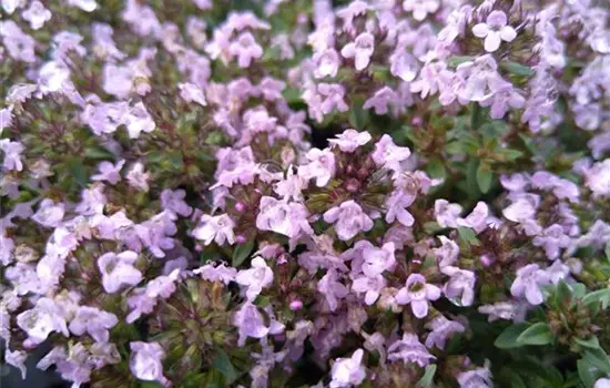 Thymus herba-barona