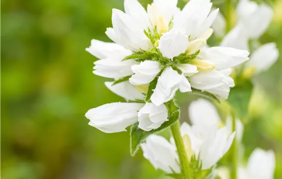 Campanula glomerata var. Alba