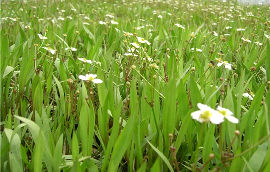 Baldellia ranunculoides