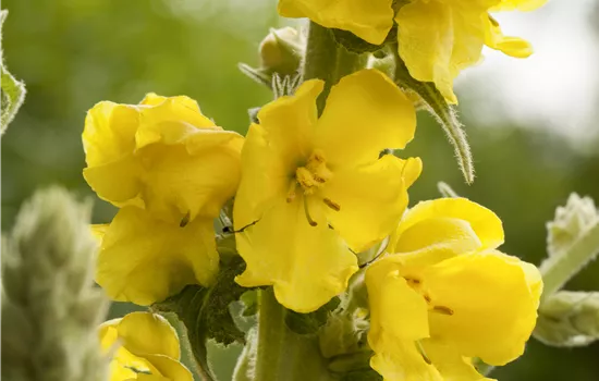 Verbascum phlomoides