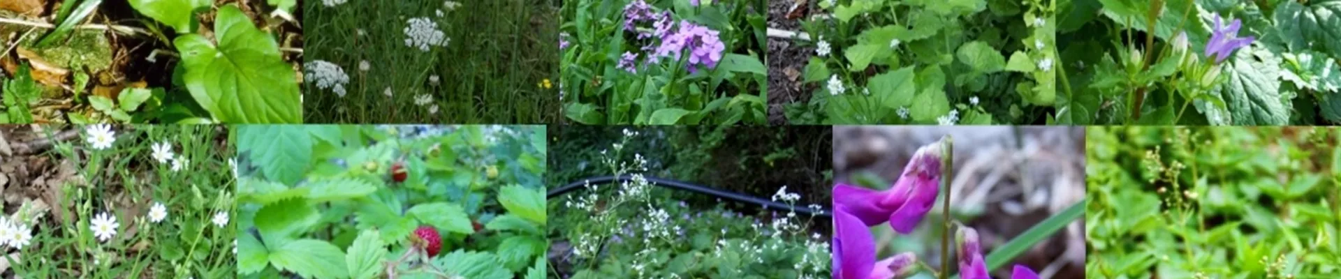 Paket 9.16a Schattsaum ohne Gräser 43441+43442+43443+43444 