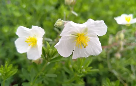 Helianthemum apenninum