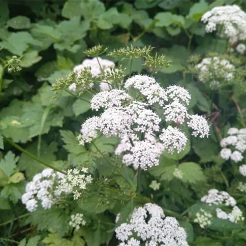 Aegopodium podagraria (wuchert)