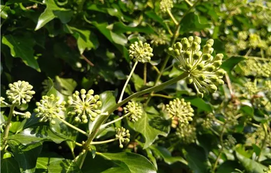 Hedera helix Arborescens