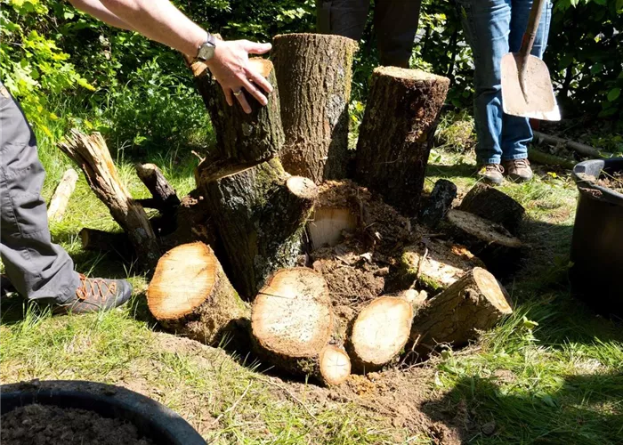 24. Oktober 2026 Seminar: Bau einer Käferburg