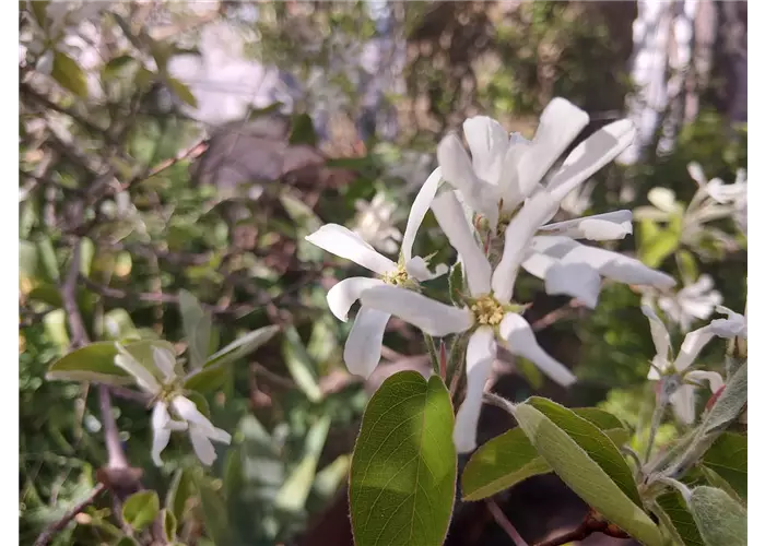 Falschlieferung bei Amelanchier ovalis! 