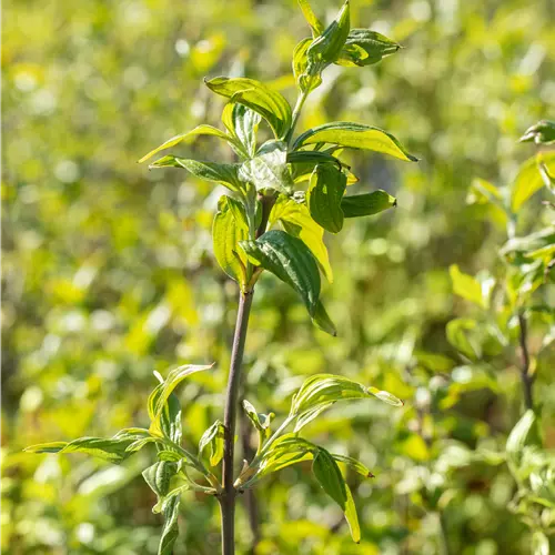 Cornus mas Schönbrunner Gourmet Dirndl