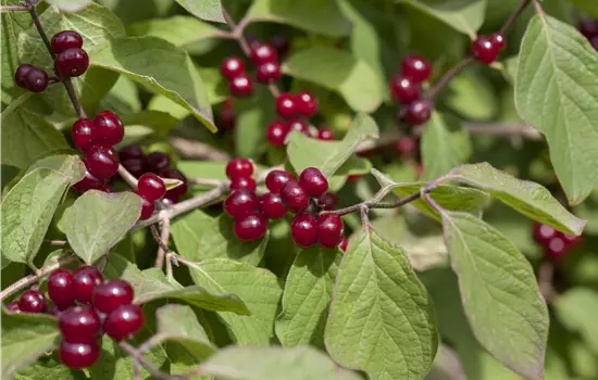Lonicera xylosteum Clavey´s Dwarf